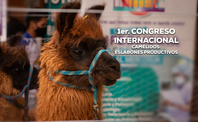 La UNITEPC y Productores traen llamas y alpacas «premiadas» a congreso internacional en Camélidos: Eslabones Productivos